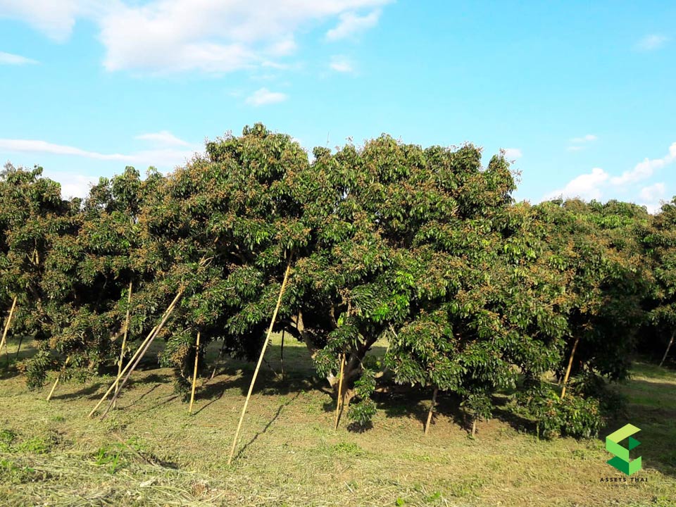 ขายที่ดิน สวนผลไม้สวนลำใย  122-3-11 ไร่ ใกล้วัดพระพุทธบาทตากผ้า ต.มะกอก ลำพูน