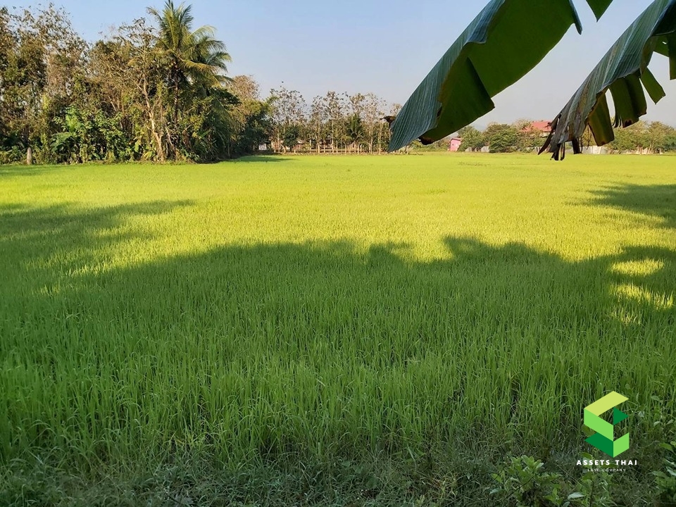 ​ขายบ้านจังหวัดแพร่ อำเภอเด่นชัย ปงป่าหวาย สวนเกษตร พร้อมที่นาและสวน 