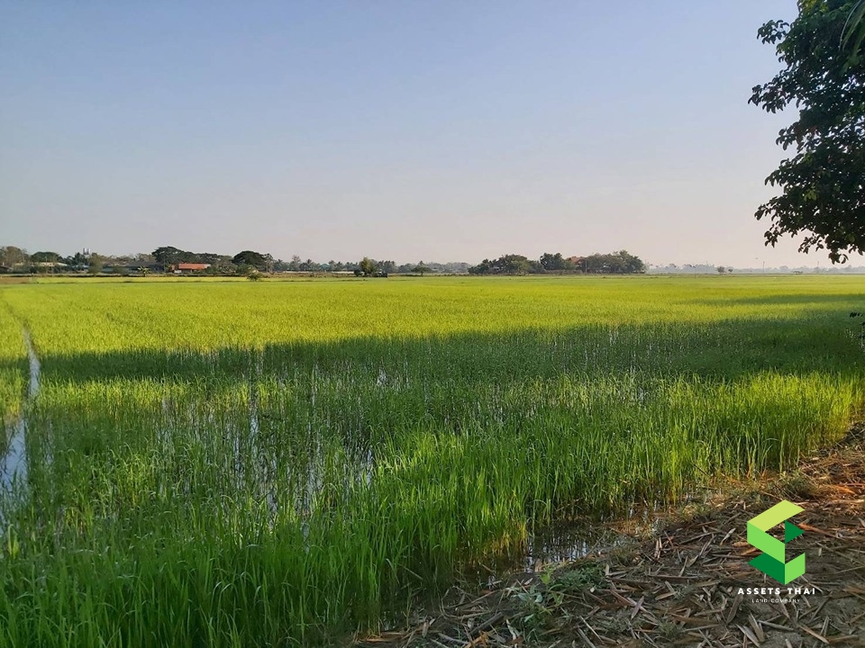 ​ขายบ้านจังหวัดแพร่ อำเภอเด่นชัย ปงป่าหวาย สวนเกษตร พร้อมที่นาและสวน 